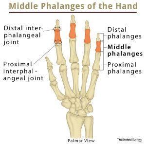 Capitate Bone Definition, Location, Anatomy, Diagram