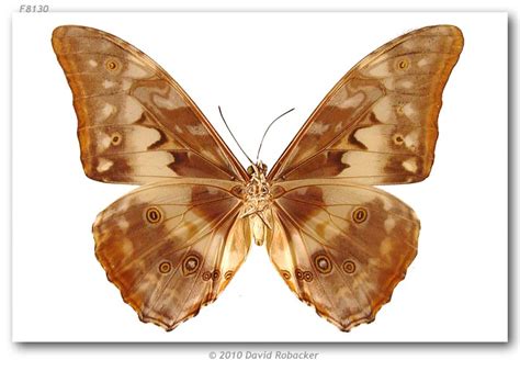 Morpho cypris aphrodite (pinned specimens)