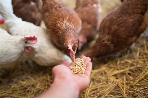 Can Chickens Eat Carrots? Carrots in the Coop - Animal Hype