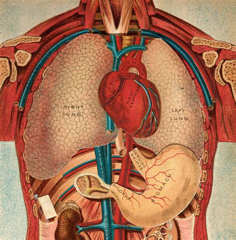 A Fix for the Unfixable: Making the First Heart-Lung Machine | Science ...