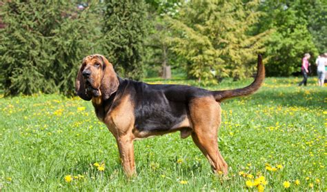 Bloodhound Breed Facts and Information | PetCoach