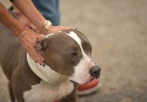 150+ White Pitbull Names: The Best Names for Your White Pitbull