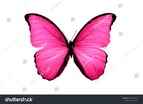 Black And Pink Butterflies Wallpaper