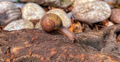 Do Snails Have Teeth? A Closer Look - Snail Facts and Information