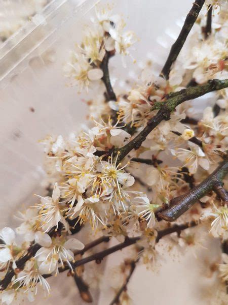 Blackthorn (Prunus spinosa) Identification