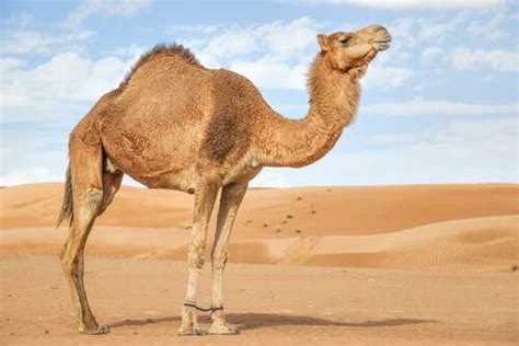 The Arabian Camel: Characteristics, Behavior and Habitat - My Animals