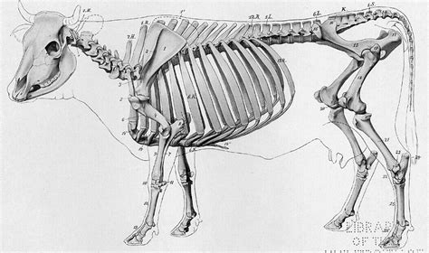 cow skeleton - Google Search | Cow skeleton, Skeleton anatomy, Skeleton