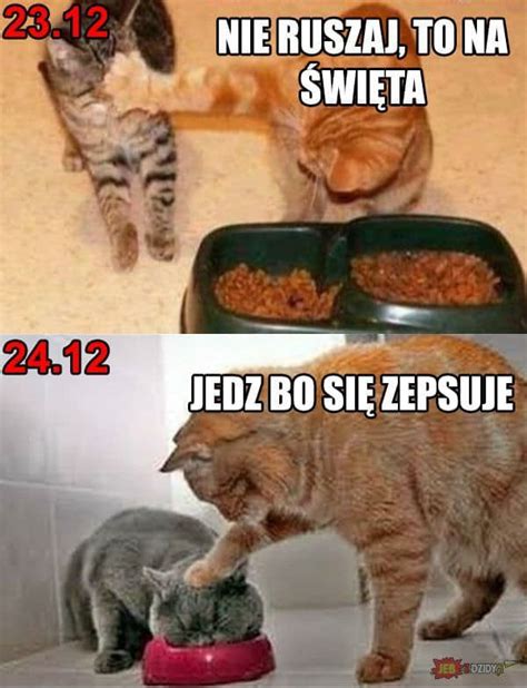 Zostaw to na święta Koty memy Śmieszne | Funny animal memes, Funny pictures, Funny mom memes