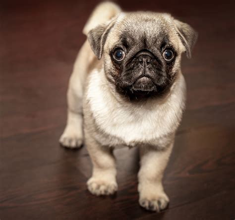 Pug: Dog Breed Information, Facts and Pictures | Dog Lover India