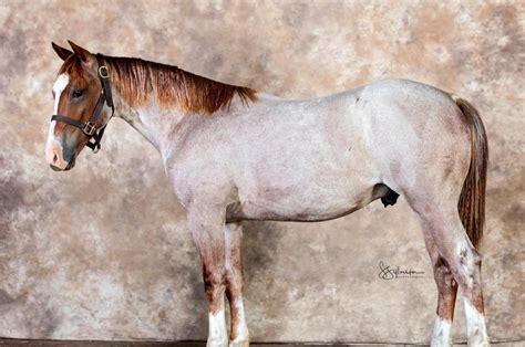 Who Owns Metallic Cat? The Horse Featured in 'Yellowstone'