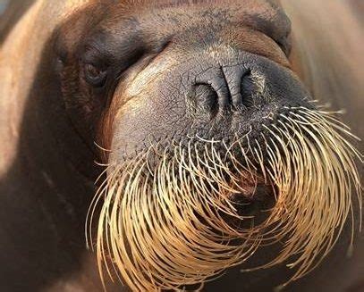 Toronto Zoo board gives $638Gs nod to walrus habitat | Toronto Sun