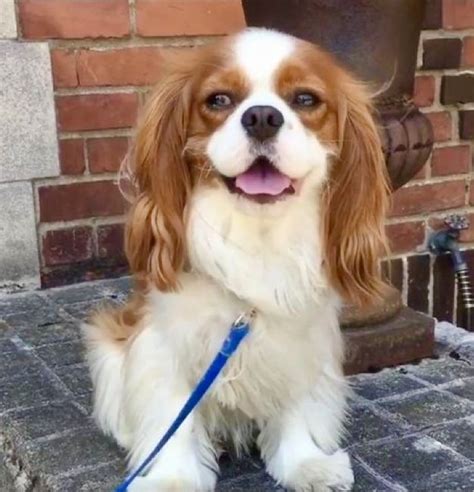 spaniel dog Cavalier King Charles Spaniel puppy care puppy treats pets animals p… | Cavalier ...