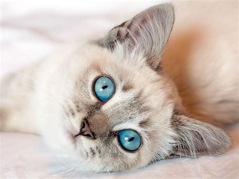 Cats With Blue Eyes