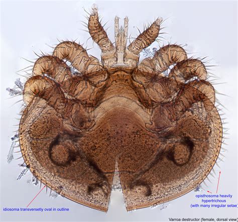 Varroa | Bee Mite ID