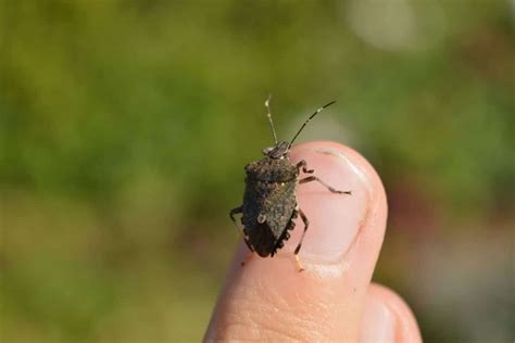 Brown marmorated stink bug - Invasive Species Council of British Columbia