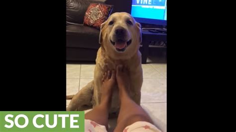 Dog sits still for relaxing neck massage - YouTube