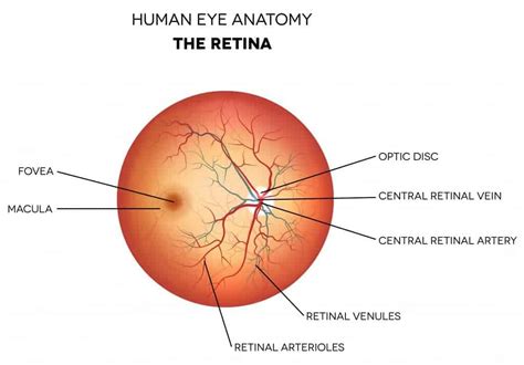 ANATOMY OF RETINA - New