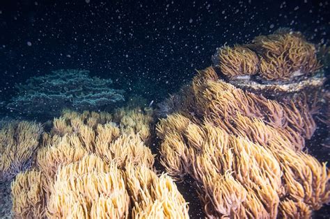 Great Barrier Reef annual mass coral spawning begins