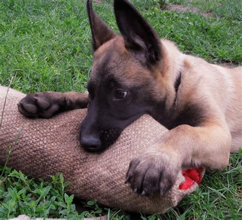 Malinois puppy bite | Malinois puppies, Belgian malinois dog, Malinois