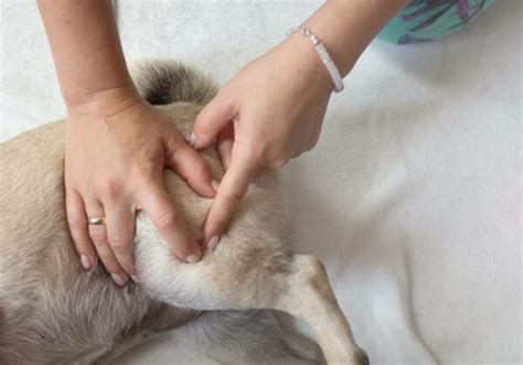 10 Common Side Effects of the Rabies Vaccination in Dogs | Pet Keen