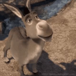 Burro GIFs - Find & Share on GIPHY