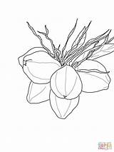 Coconut Palm Trees On Island Coloring Page  Free Printable sketch template