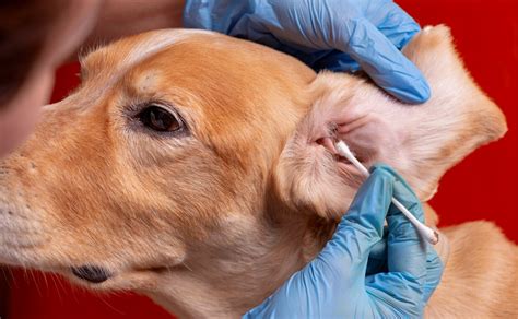 How to Recognize and Treat Ear Mites in Dogs - Canine Campus Dog ...
