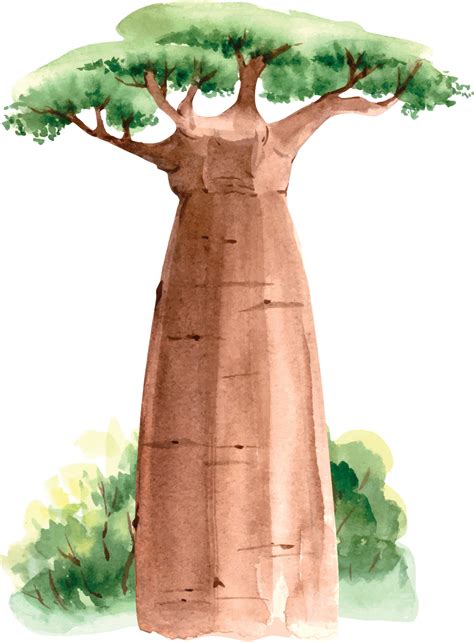 African baobab tree in nature, watercolor close up illustration 7486757 ...