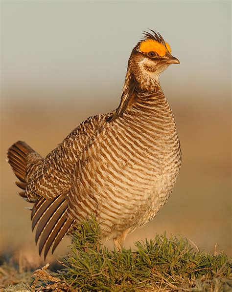 Oklahoma Farm Report - Lesser Prairie Chicken Could Soon Pose a Bigger Problem to Farmers and ...