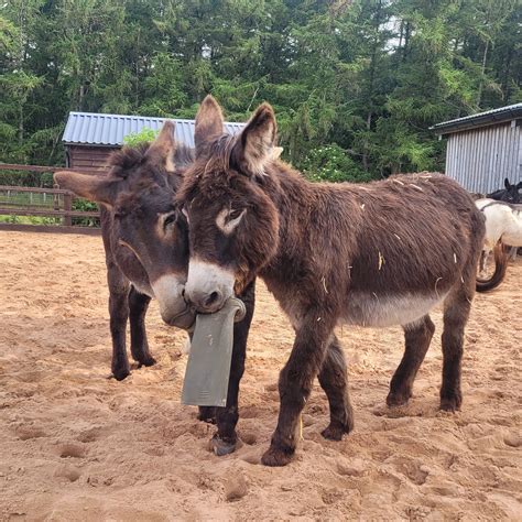 The Donkey Sanctuary (@DonkeySanctuary) / Twitter