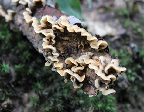 Mushrooms on a dead tree stock photo. Image of color - 163895790