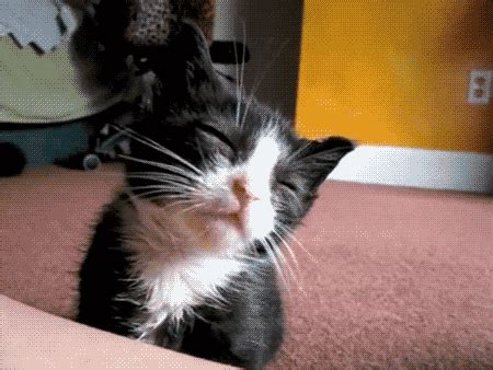 Kitten GIF - Find & Share on GIPHY