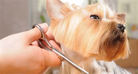 Pet Grooming Ideas to Save You Money | ADW Diabetes