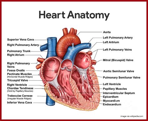 Cardiovascular System Anatomy and Physiology: Study Guide for Nurses