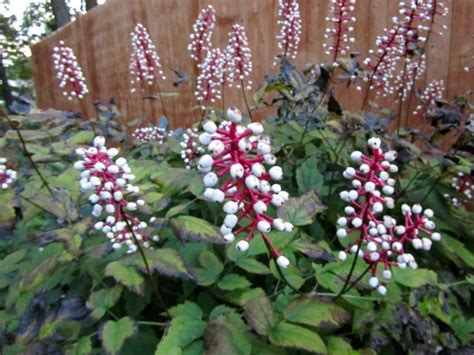 misty blue bugbane | Perennial plants, Plants, Perennials