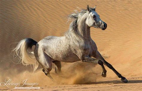 Horse Photography Arabian Horse in Dunes Print desert - Etsy | Arabian ...