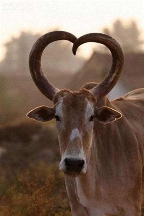 Heart curved horns on a Zebu from India. Description from pinterest.com ...