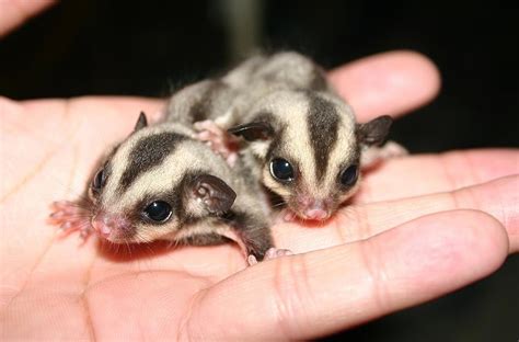 Baby Sugar Gliders For Sale Australia at Rose Mcentire blog