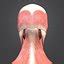 Muscular human body muscles 3D model - TurboSquid 1268827