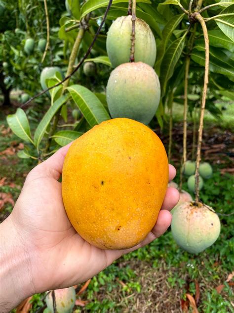 Mango Season is in Full Swing 🥭 – Miami Fruit