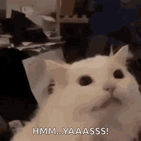 Yelling Cat GIF - Yelling Cat Cute - Discover & Share GIFs