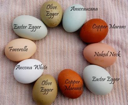 Ameraucana Chicken Eggs