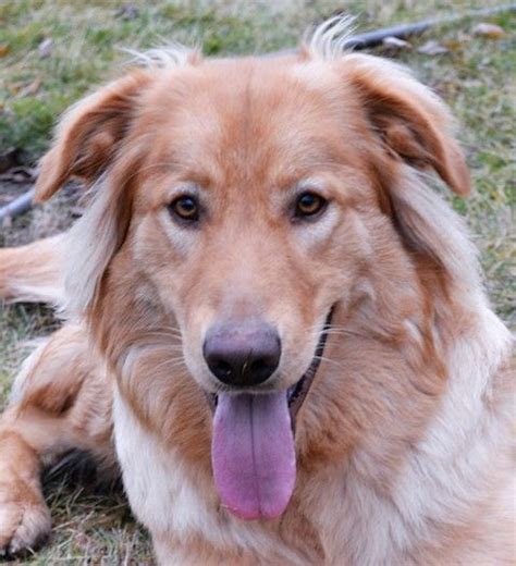 Golden Shepherd dog for Adoption in Issaquah, WA. ADN-754483 on PuppyFinder.com Gender: Male ...