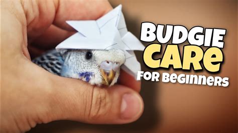 BUDGIE CARE | for beginners – HousePetsCare.com