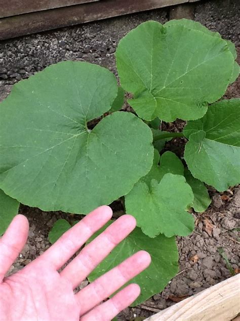 identification - What is this large plant that came up when I turned my soil? - Gardening ...