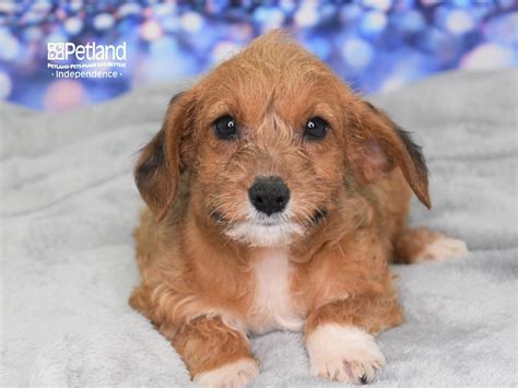 Rat Terrier/Poodle Mix Puppy Dark Brown ID:2423 Located at Petland ...