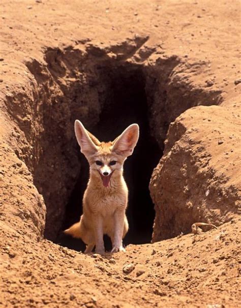 FunkySafari | Desert animals, Fennec fox, Fox habitat