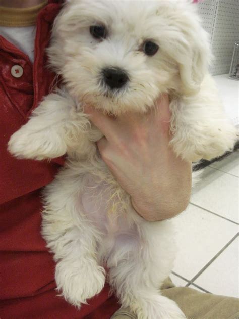 23+ Bichon Frise Yorkie Mix Puppies For Sale Pic - Bleumoonproductions