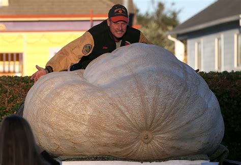 World's heaviest pumpkin, grown in Napa Valley, weighs more than 2,000 pounds - Los Angeles Times