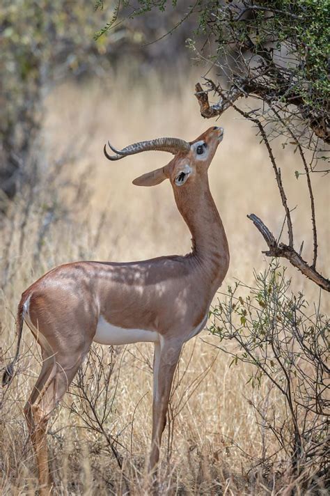 Gerenuk eating from an acacia tree in Samburu National Reserve ...